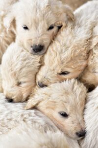 puppies, nature, domestic animal, dogs, young, small, group, animal, cute, white, mammal, love, animal portrait, portrait, pets, siblings, friends, protection, cuddle, huddled together, warm, children, born again